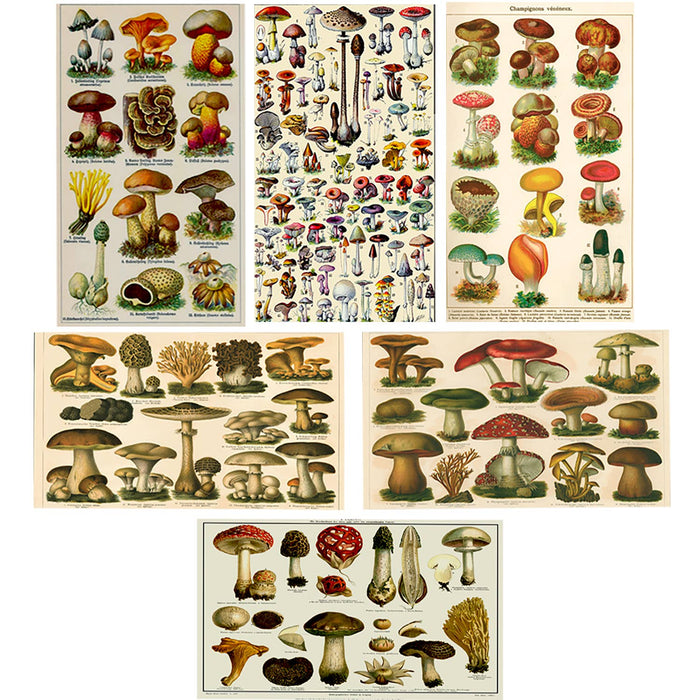 Vintage Mushroom Illustration Matchbox