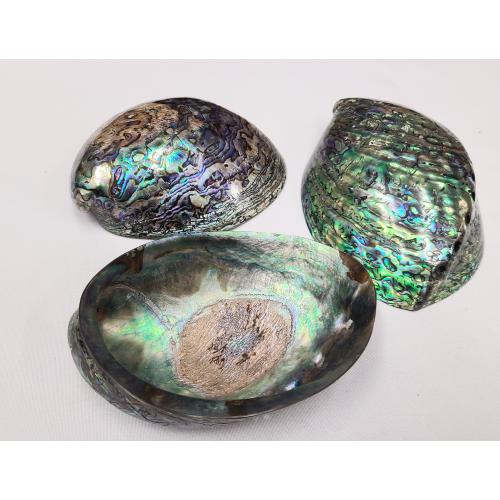 Abalone Shell