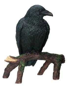 Raven Perched on Branch
