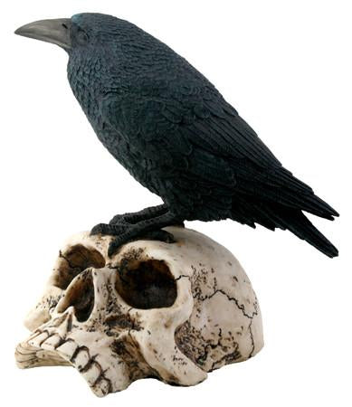 Raven on Skull