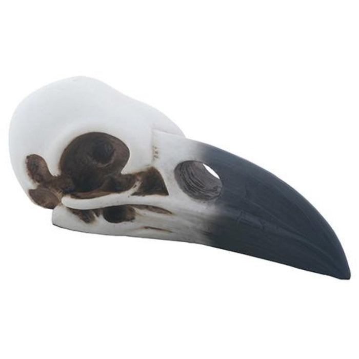 Raven Skull